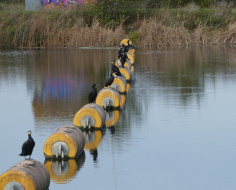 Sentinels on the Jubilee River: Spoke 8 S