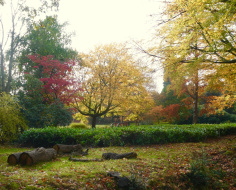 Autumn in Langley Park: Spoke 8N