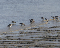 Black-tailed Godwit feed - Stone Marshes: Spin-off 4