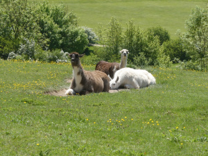 Halloo! Alpacas in the Halliloo Valley: Spoke 2-3 link