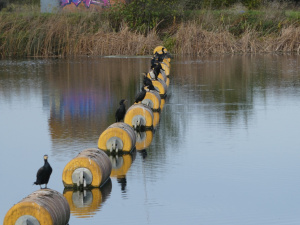 Sentinels on the Jubilee River: Spoke 8 S
