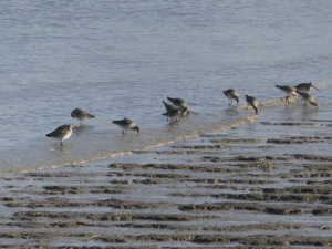 Black-tailed Godwit feed - Stone Marshes: Spin-off 4