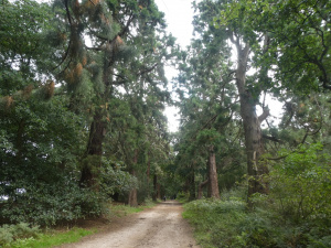 Giant Sequoias: Romford Link E